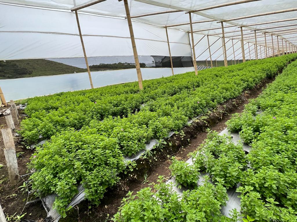 Oregano